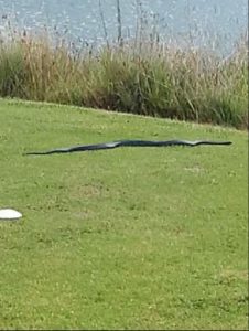 Snake on Golf Course