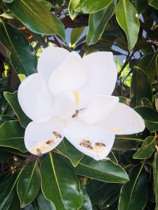 White Flower - photo