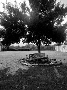 bench under trees- Photo